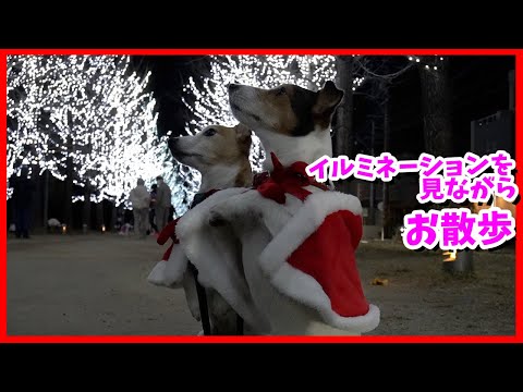 イルミネーションを見ながらお散歩したジャックラッセルテリア