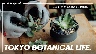 TOKYO BOTANICAL LIFE - vol.15 アガベ・チタノタの胴切りに初挑戦