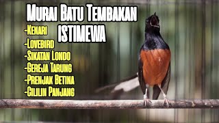 MASTERAN GACOR MURAI BATU MUDA HUTAN FULL MATERI ISTIMEWA