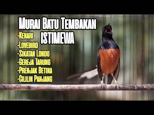 MASTERAN GACOR MURAI BATU MUDA HUTAN FULL MATERI ISTIMEWA class=