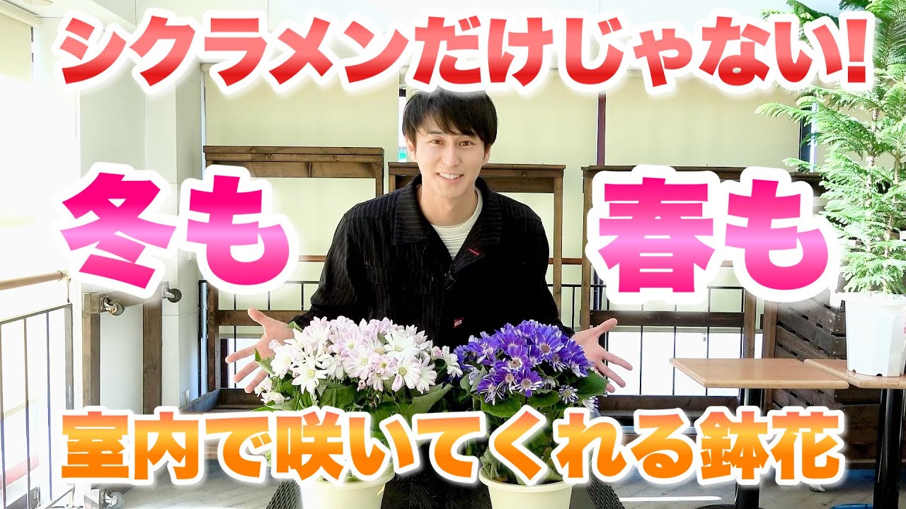 【切り花よりお得！】冬から春にかけてお部屋を華やかに彩ります【サイネリア】【長持ちテクニック】