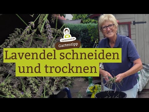 Video: So Trocknet Man Barsch