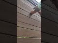 Collated Cortex on a Curved Pergola – Deck Building 101 #shorts
