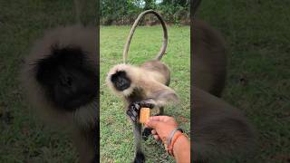 🐒 Hanuman Ji Ne Pyaar Se Biscuit Liya | Cute Langur Feeding Video ❤️
