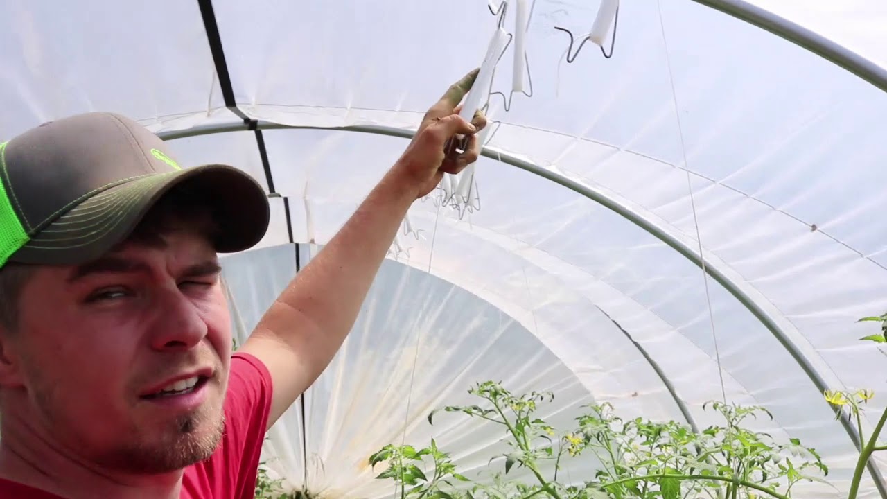 Cat Tunnel Tomatoes 4 - Lower & Lean | Grow More