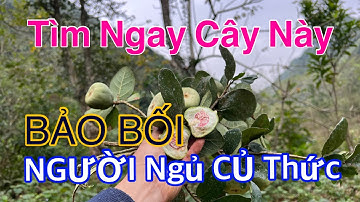 Đi Tìm Cây Người NGỦ Củ THỨC, Nam Nữ Đều Cần Đến | CTVC
