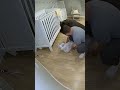 Hero Dog Saves Baby from Danger: Heartwarming Rescue Caught on Camera! 🐶❤️ (Viral Story 2025)