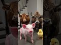 Yak And Piglet #shorts