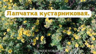 Лапчатка кустарниковая.😍