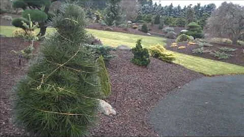 Road Trip:  A visit to Iseli Nursery in Oregon