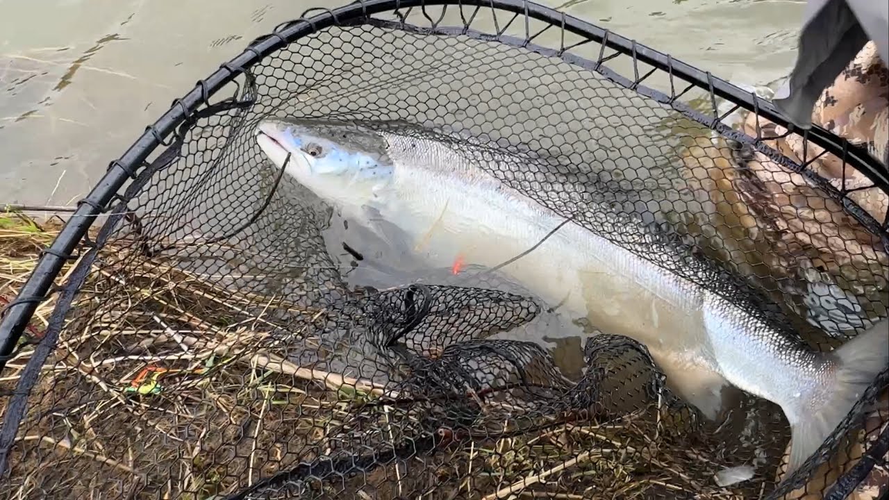 Big Atlantic Salmon on rubber legged tube fly. 