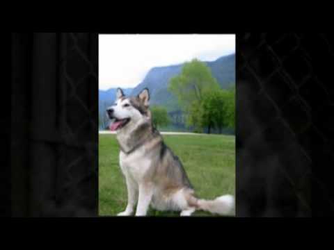 puppy paradise Malamute