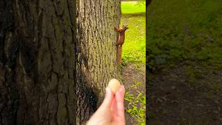 SQUIRREL saw a nut