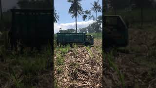 Hdanir Guling Truck Nya vyp trucktebu fyp shorts