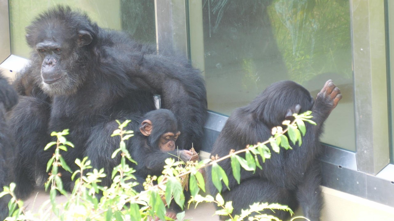 Ryu's calm display. Higashiyama Zoo – Chimpanzee – 202608 - YouTube