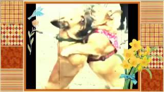 When we fall in love Funny Dog Videos. Funny Cats und Kittens Video...
