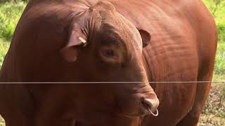 Aspiracion folicular por monoovulacion La Finca de Hoy