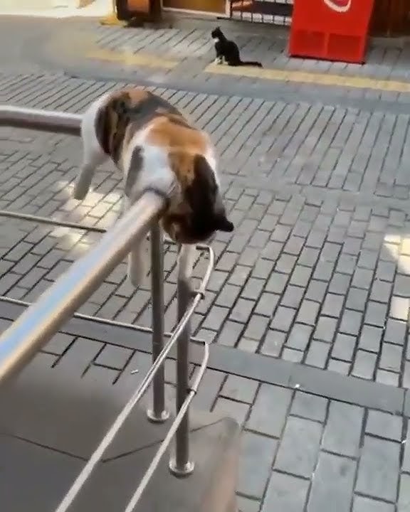 Dear diary, ku ingin bercerita😹😹#shorts#2022 #cat #viral