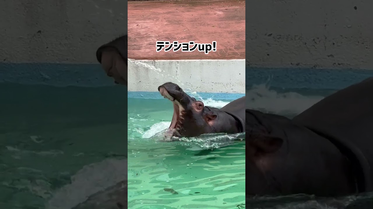 お水でまんぷく！#東武動物公園 #癒し #動物 #カバ#動物園