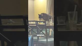 Found a random dog in a Restaurant #dog #husky #explore #music #animals #doglover #fyp #ytshorts