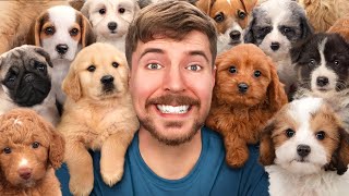 I RESCUED 100 ABANDONED DOGS! | mrbeast challenge |