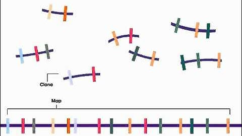 How to Sequence a Genome  1  Mapping - A-Level (A2) Biology