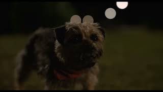 Strays 2023 Reggie And Bug Fight