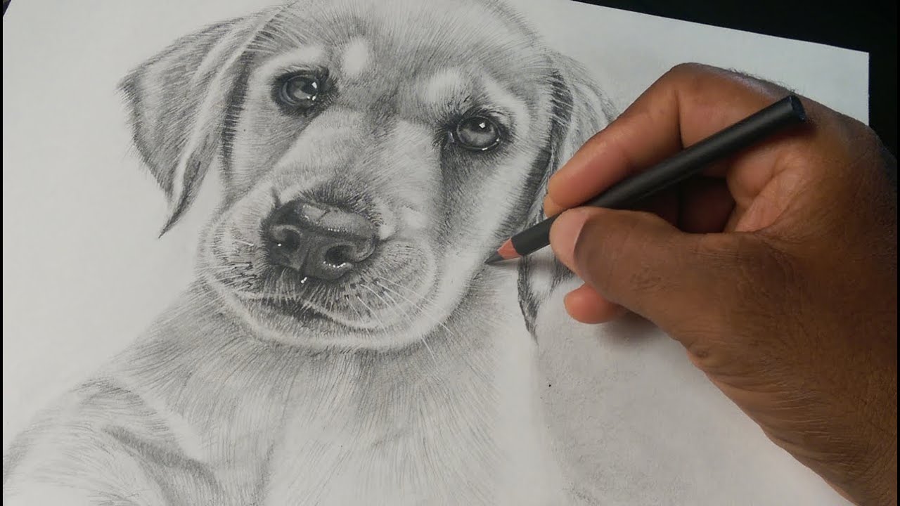 Como Dibujar un Perro Realista Labrador Retriever Cachorro - thptnganamst.edu.vn