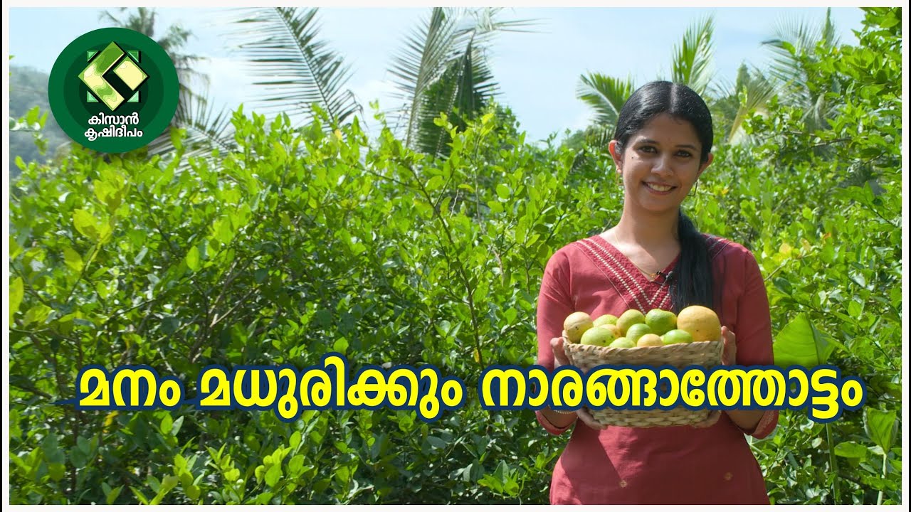 Kissan Krishideepam Episode-1136 The lemon garden which sweetens our minds