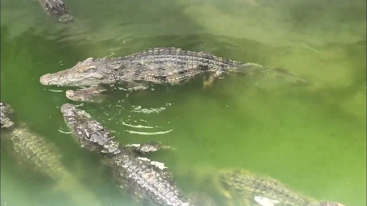 Crocodile reproduction #1 - YouTube