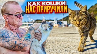 КАК МЫ СТАЛИ КОШАТНИКАМИ В АМЕРИКЕ😼😻