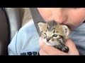 母猫に捨てられた子猫が10才の少年の優しさによって…