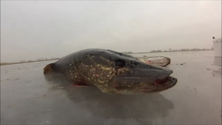 Рыбалка на зимние жерлицы 2017 (ч2)