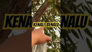 GET TO KNOW MISTLEBLOWERS 🌳☘️ #fyp #shorts #mistlebottle #trees