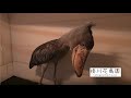 【掛川花鳥園公式】ハシビロコウ「ふたば」は、どうしてもどきたくなかった