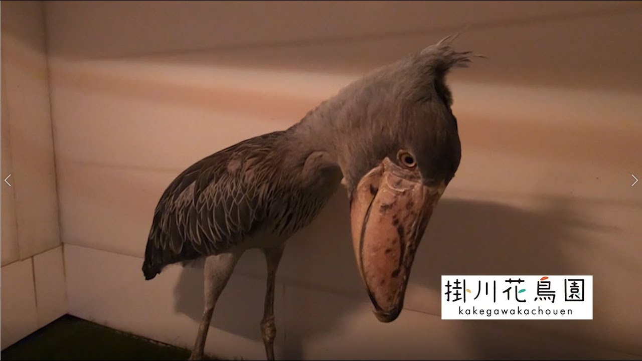 Kakekawa Kachoen Official] Futaba the Shoebill Absolutely Refused