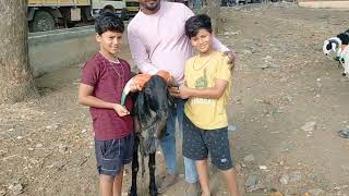 Ranebennur Sheep And Goats Market Update Every Sunday