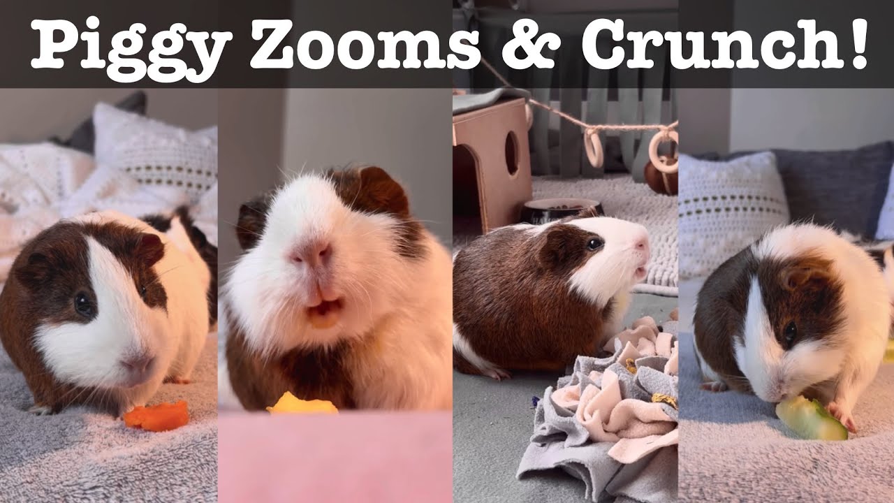 Image showcasing Cuteness Overload 🐹💨 Guinea Pigs Crunch, Zoom & Wheek! - YouTube