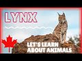 Learn About Lynx: Educational Video / ESL Listening Lesson - Iconic Canadian Animals - Fun English