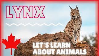 Learn About Lynx: Educational Video / ESL Listening Lesson  Iconic Canadian Animals  Fun English