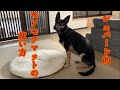 モフモフマット買ってあげたら、使い方がおかしいシェパード犬【German Shepherd Dog】 My Dog Treats Her Winter Rug Very Strangely