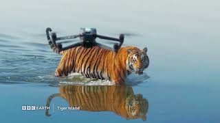 Tiger Island New Series Bbc Player