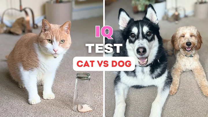 Did this Cat Beat TWO Dogs? | IQ Test on My Dogs and Cat