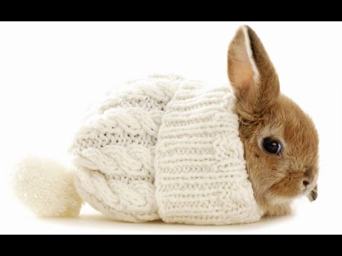 Video: ¿Es un conejo la mejor mascota para ti?