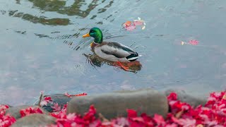 water bird sounds - Portugal 4K UHD - Scenic Relaxation Film With Calming Music - 4K Video Ultra HD