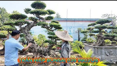 Khảo giá toàn bộ vườn cây cảnh bonsai 