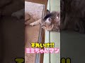 ヒーローになりたい猫⁉️ #cat #かわいい猫 #キジトラ #猫のいる暮らし