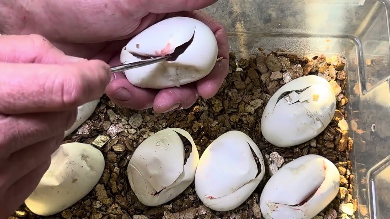 EGG CUTTING! Black Pastel Orange Dream clown X Fire het clown 