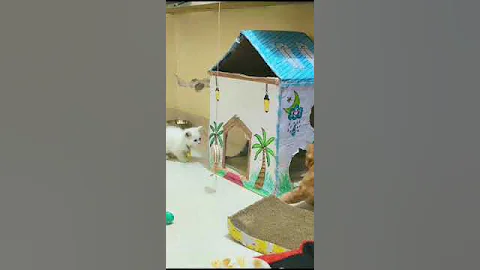 Video 8164131: persiancat persians, persiancat cats catlover, persiancat funny cute catlover