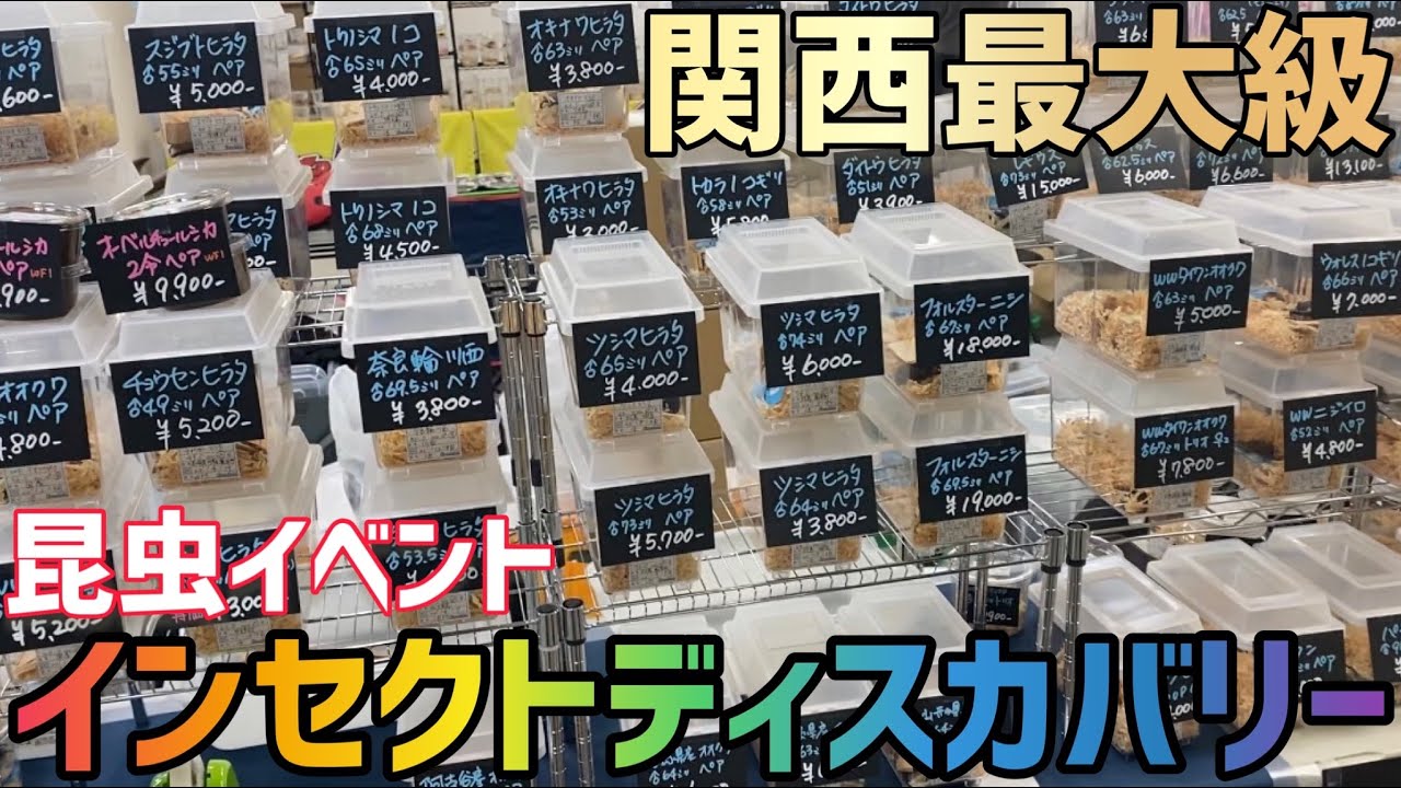 【昆虫イベント】今年最後のインセクトディスカバリーに行ってきました！！